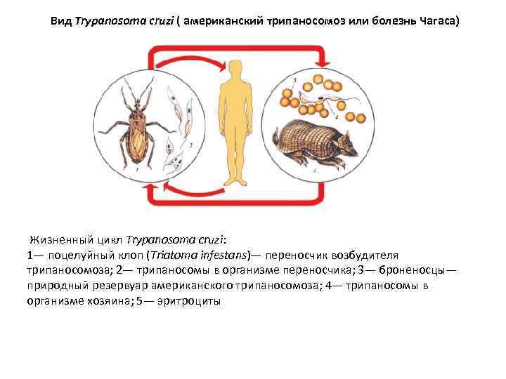 Вид Trypanosoma cruzi ( американский трипаносомоз или болезнь Чагаса) Жизненный цикл Trypanosoma cruzi: 1—