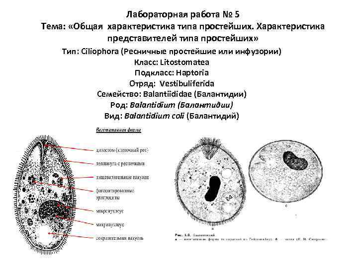 Лабораторная работа № 5 Тема: «Общая характеристика типа простейших. Характеристика представителей типа простейших» Тип: