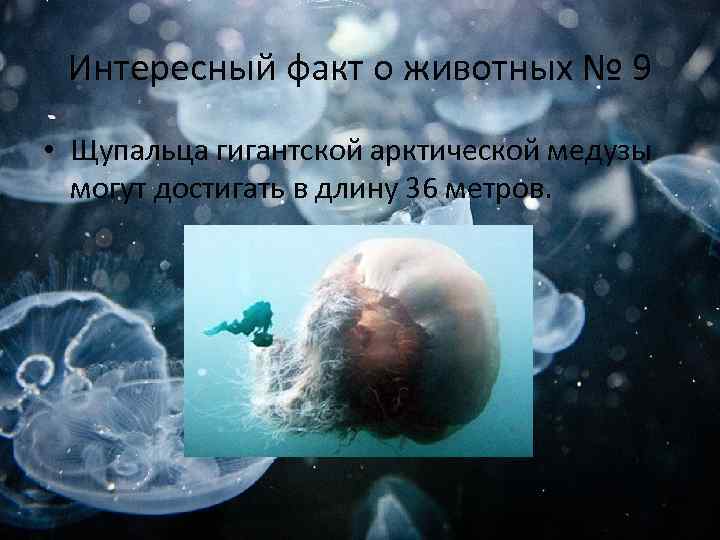 Интересный факт о животных № 9 • Щупальца гигантской арктической медузы могут достигать в