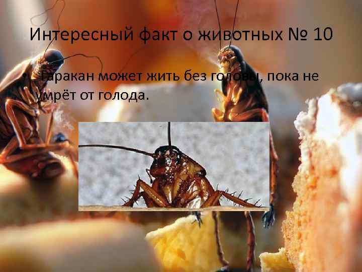 Интересный факт о животных № 10 • Таракан может жить без головы, пока не