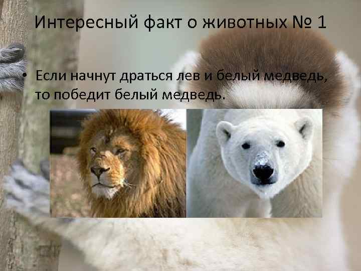 Интересный факт о животных № 1 • Если начнут драться лев и белый медведь,