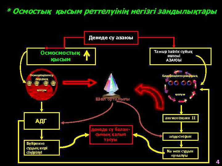 * Осмостық қысым реттелүінің негізгі зандылықтары Денеде су азаюы Тамыр ішілік сұйық көлемі АЗАЮЫ