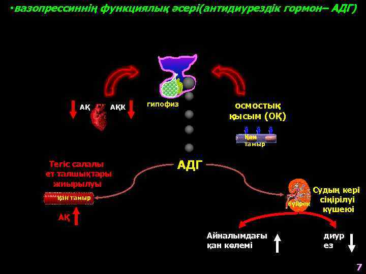  • вазопрессиннің функциялық әсері(антидиурездік гормон– АДГ) АҚ АҚК гипофиз осмостық қысым (ОҚ) Қан