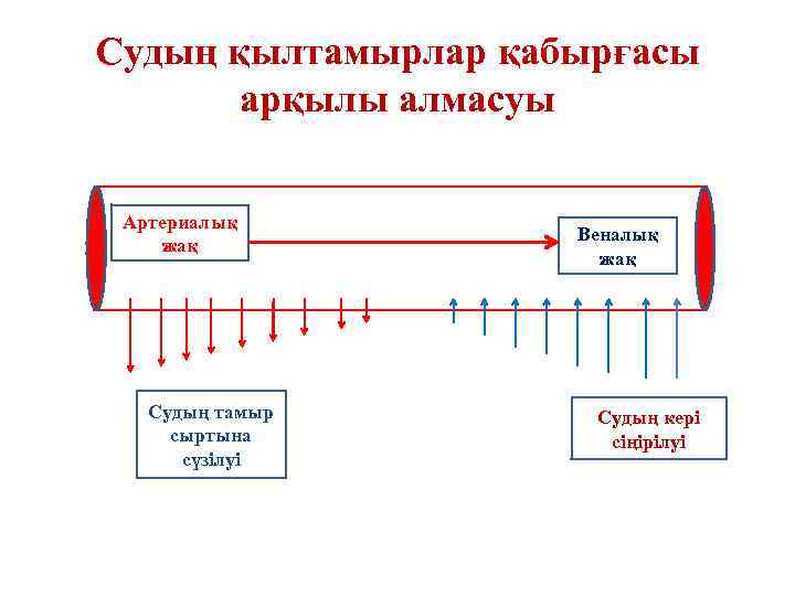 Судың қылтамырлар қабырғасы арқылы алмасуы Артериалық жақ Судың тамыр сыртына сүзілуі Веналық жақ Судың