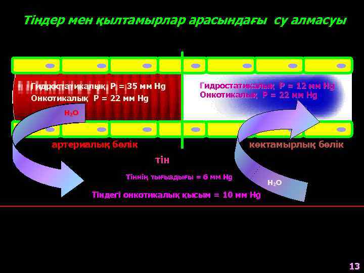 Тіндер мен қылтамырлар арасындағы су алмасуы Гидростатикалық Р = 35 мм Hg Онкотикалық Р