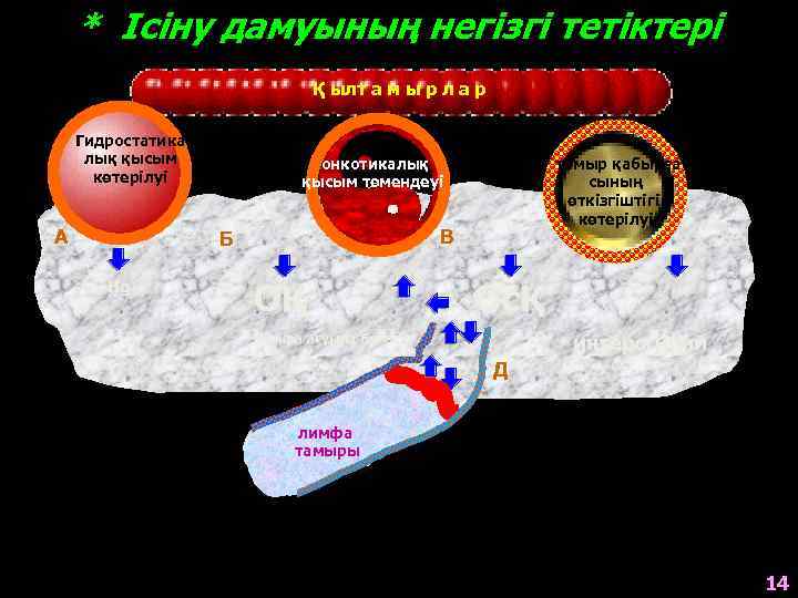 * Ісіну дамуының негізгі тетіктері Қ ылт а м ы р л а р