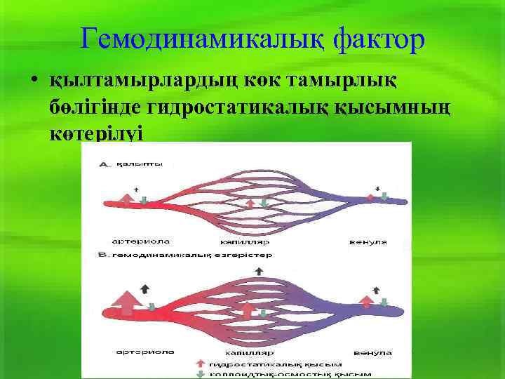 Гемодинамикалық фактор • қылтамырлардың көк тамырлық бөлігінде гидростатикалық қысымның көтерілуі 