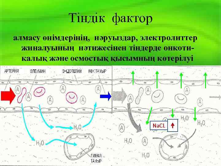 Тіндік фактор алмасу өнімдерінің, нәруыздар, электролиттер жиналуының нәтижесінен тіндерде онкотикалық және осмостық қысымның көтерілуі