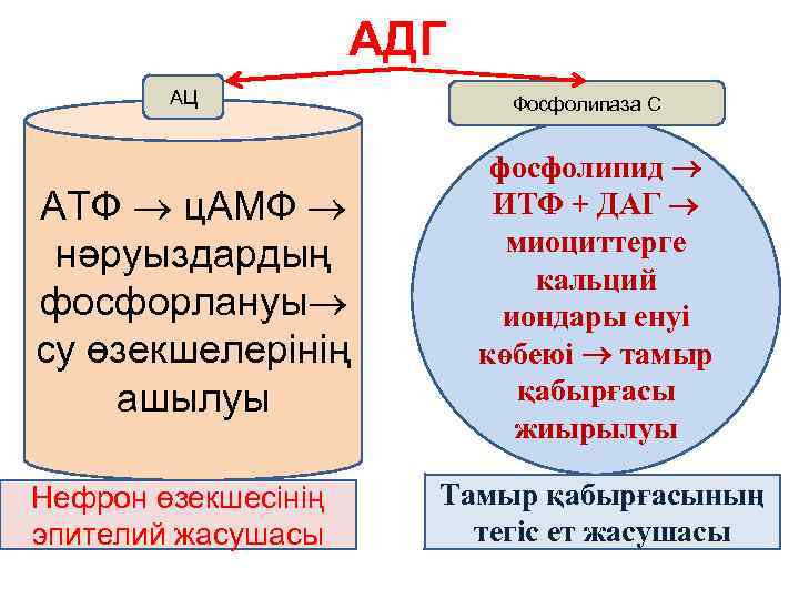 АДГ АЦ АТФ ц. АМФ нәруыздардың фосфорлануы су өзекшелерінің ашылуы Нефрон өзекшесінің эпителий жасушасы