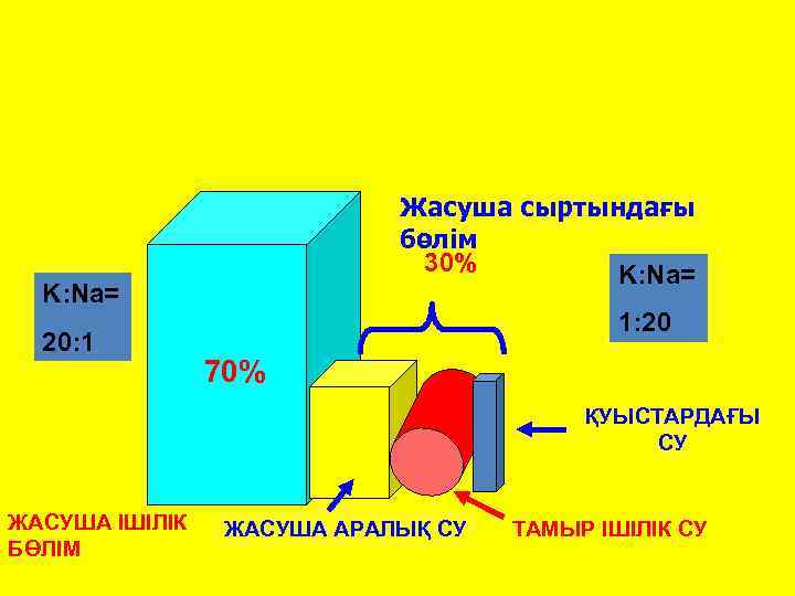 Жасуша сыртындағы бөлім 30% K: Na= 20: 1 1: 20 70% ҚУЫСТАРДАҒЫ СУ ЖАСУША