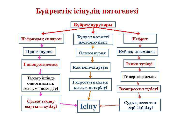 Бүйректік ісінудің патогенезі Бүйрек аурулары Нефроздық синдром Протеинурия Гипопротинемия Тамыр ішінде онкотикалық қысым төмендеуі