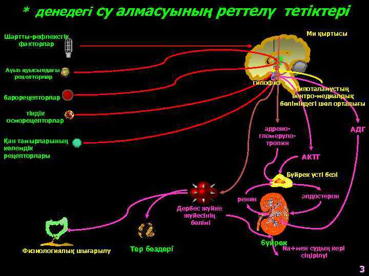 * денедегі су алмасуының реттелү тетіктері Ми қыртысы Шартты-рефлекстік факторлар Ауыз қуысындағы рецепторлар гипофиз