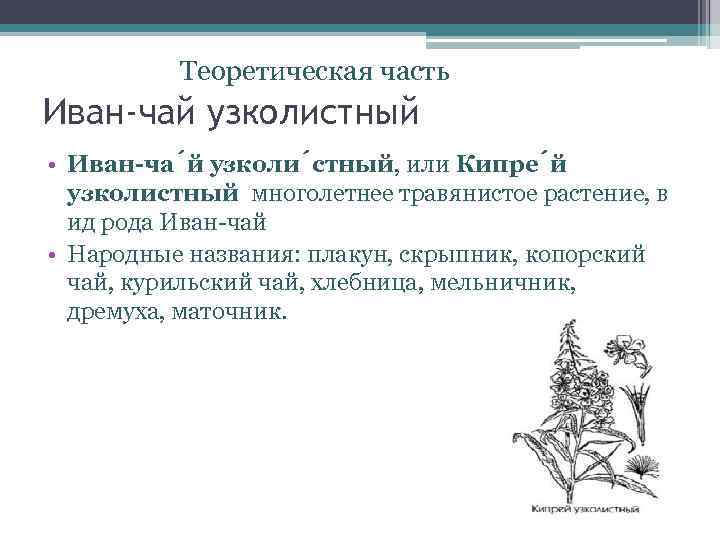 Теоретическая часть Иван-чай узколистный • Иван-ча й узколи стный, или Кипре й узколистный многолетнее