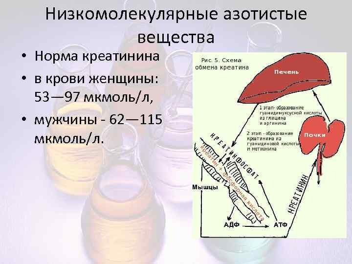 Низкомолекулярные азотистые вещества • Норма креатинина • в крови женщины: 53— 97 мкмоль/л, •