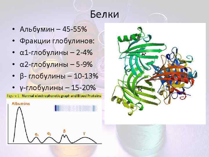 Белки • • • Альбумин – 45 -55% Фракции глобулинов: α 1 -глобулины –