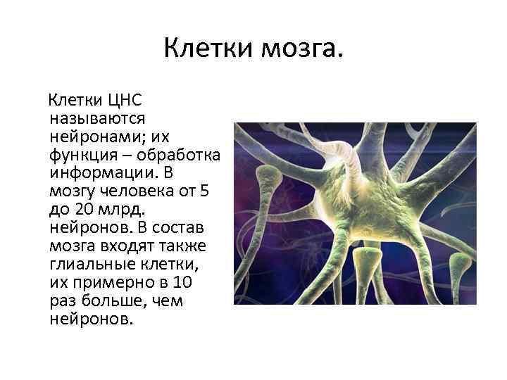 Клетки мозга. Клетки ЦНС называются нейронами; их функция – обработка информации. В мозгу человека