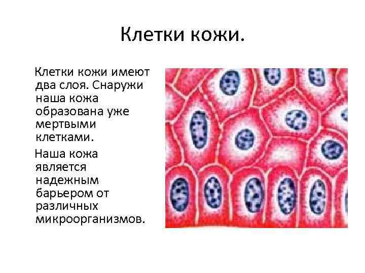 Клетки кожи имеют два слоя. Снаружи наша кожа образована уже мертвыми клетками. Наша кожа