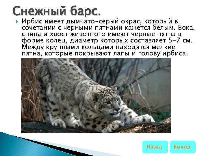 Красная книга иркутской области животные фото и описание
