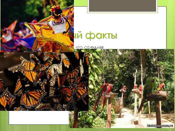 Интересный факты Интересный факт, что средняя продолжительность жизни в Мексике составляет 79 лет для