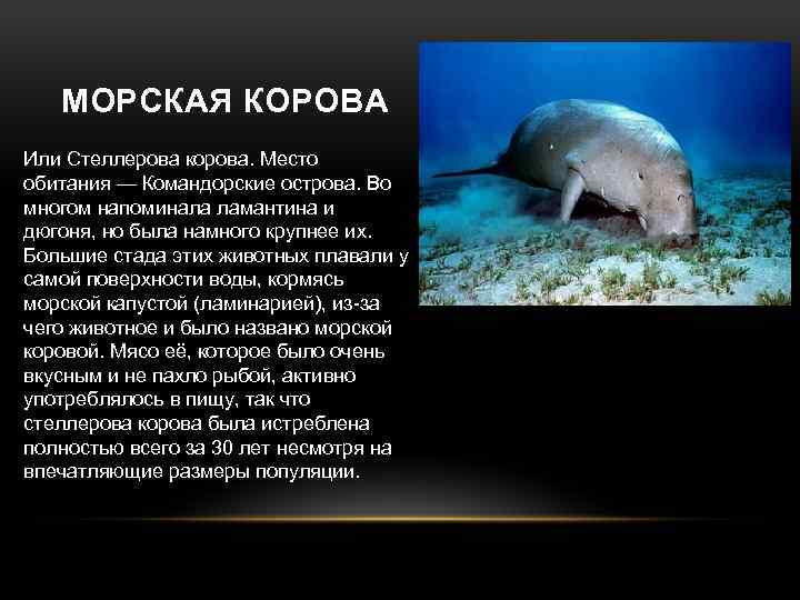 Презентация морская корова