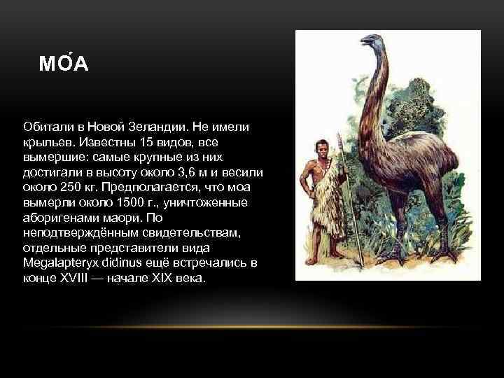 МО А Обитали в Новой Зеландии. Не имели крыльев. Известны 15 видов, все вымершие: