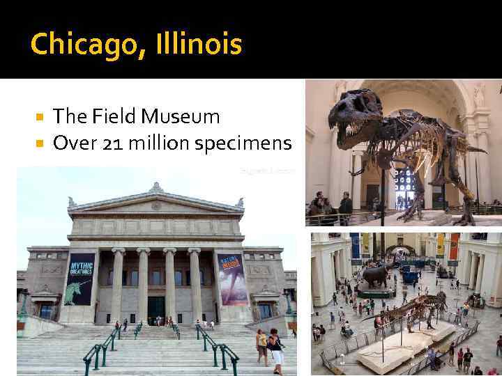 Chicago, Illinois The Field Museum Over 21 million specimens 