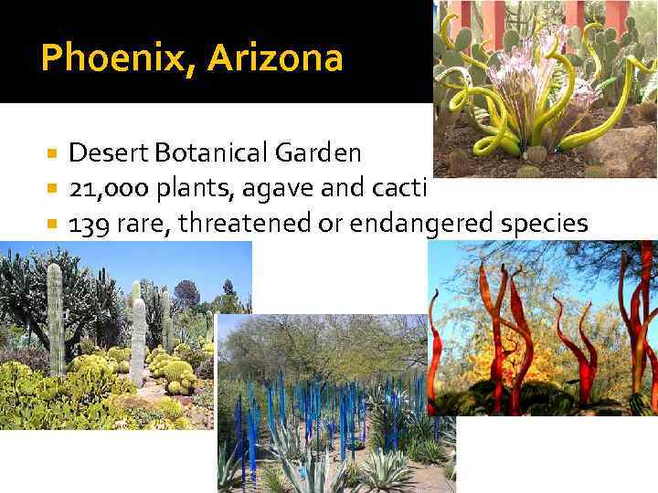 Phoenix, Arizona Desert Botanical Garden 21, 000 plants, agave and cacti 139 rare, threatened