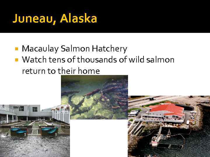 Juneau, Alaska Macaulay Salmon Hatchery Watch tens of thousands of wild salmon return to