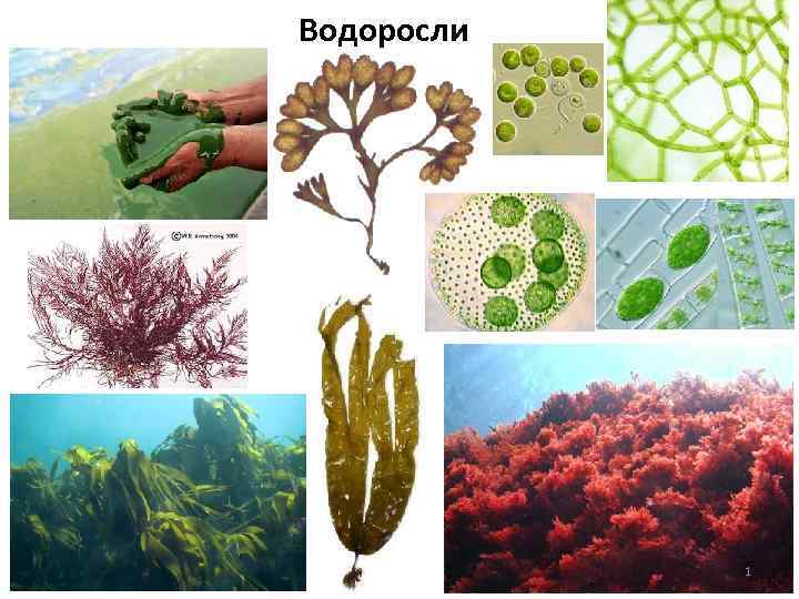 Водоросли организме человека. Слоевище многоклеточные зеленые водоросли. Сарциноидный таллом. Тип таллома зеленых бурых красных водорослей. Тип слоевища у бурых водорослей.