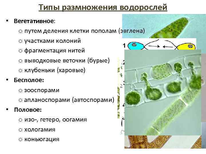 Размножение водоросли биология. Способы размножения водорослей 5 класс биология. Харовые водоросли Тип таллома. Вегетативное размножение водорослей схема. Типы дифференциации таллома водорослей.