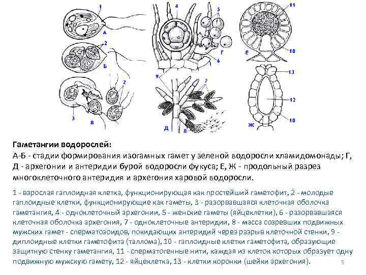 Гаметангии водорослей: А-Б - стадии формирования изогамных гамет у зеленой водоросли хламидомонады; Г, Д
