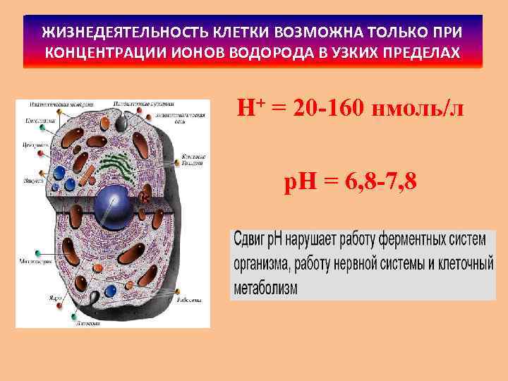 ЖИЗНЕДЕЯТЕЛЬНОСТЬ КЛЕТКИ ВОЗМОЖНА ТОЛЬКО ПРИ КОНЦЕНТРАЦИИ ИОНОВ ВОДОРОДА В УЗКИХ ПРЕДЕЛАХ H+ = 20