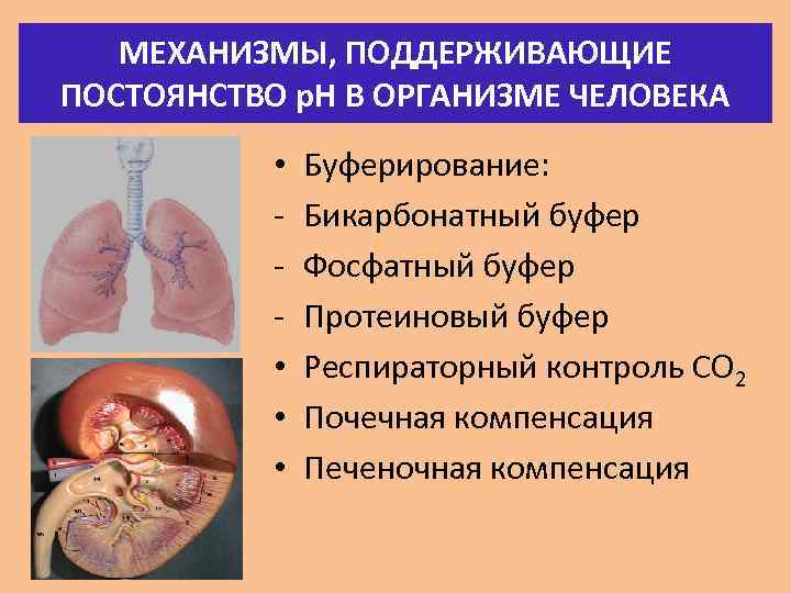 МЕХАНИЗМЫ, ПОДДЕРЖИВАЮЩИЕ ПОСТОЯНСТВО р. Н В ОРГАНИЗМЕ ЧЕЛОВЕКА • • Буферирование: Бикарбонатный буфер Фосфатный