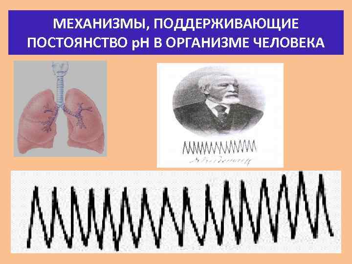 МЕХАНИЗМЫ, ПОДДЕРЖИВАЮЩИЕ ПОСТОЯНСТВО р. Н В ОРГАНИЗМЕ ЧЕЛОВЕКА 