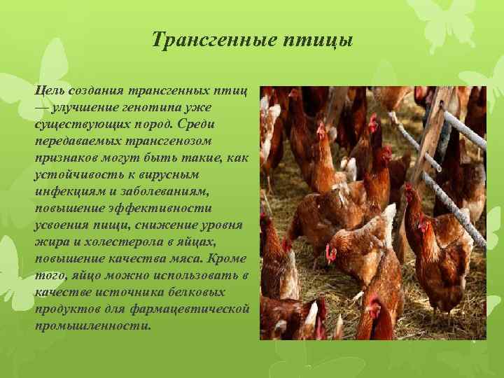 Цель птицы