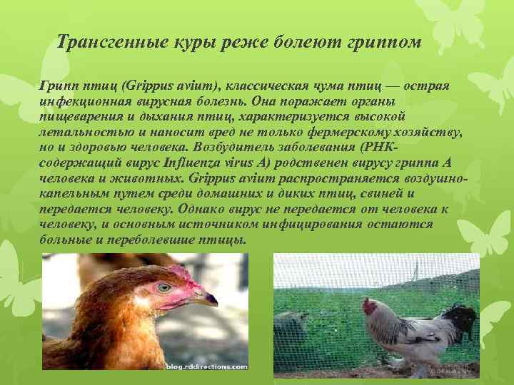 Трансгенные куры реже болеют гриппом Грипп птиц (Grippus avium), классическая чума птиц — острая