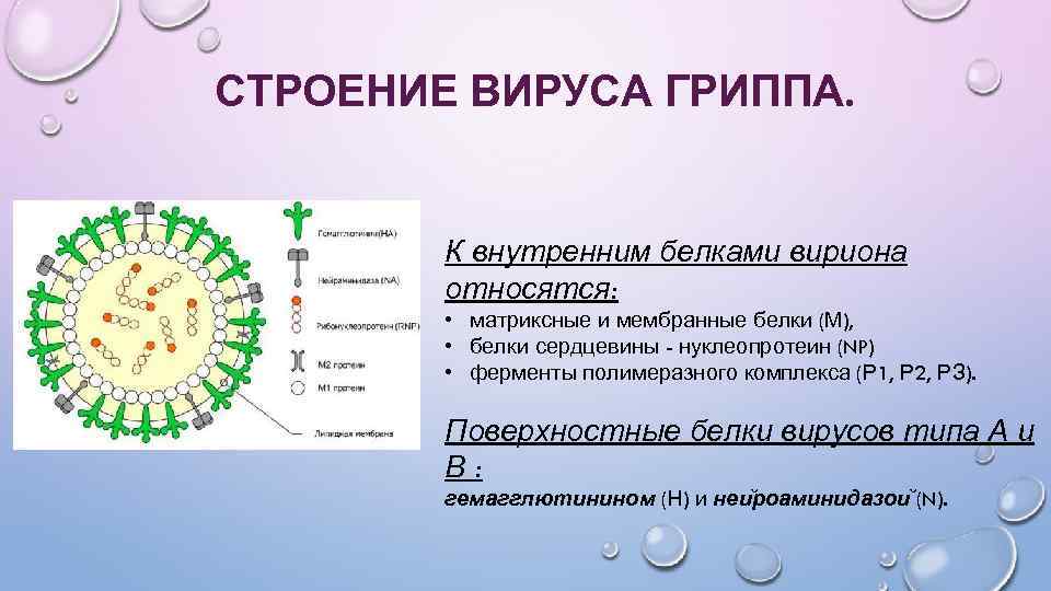 Вирус гриппа семейство. Схема строения вириона вируса гриппа. Структура вируса гриппа б. Схематическая структура вируса гриппа. М белок вируса гриппа.