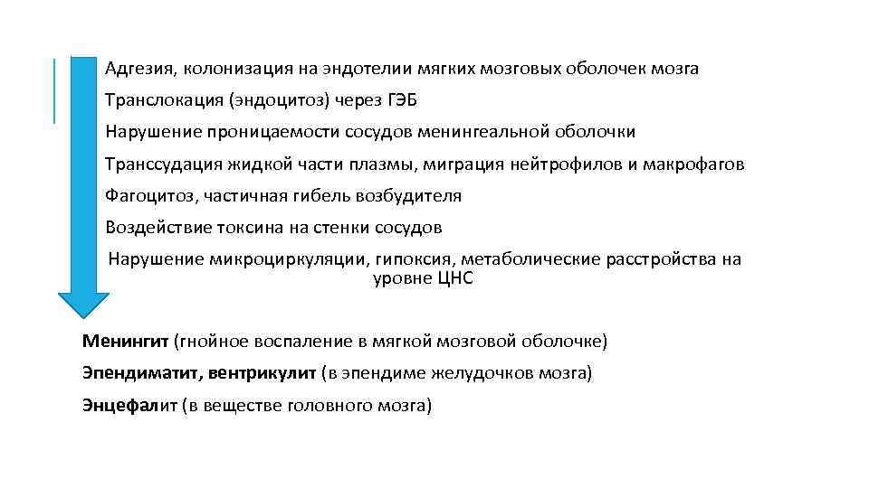 Адгезия, колонизация на эндотелии мягких мозговых оболочек мозга Транслокация (эндоцитоз) через ГЭБ Нарушение проницаемости