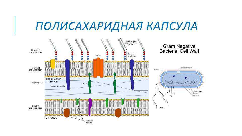 ПОЛИСАХАРИДНАЯ КАПСУЛА 