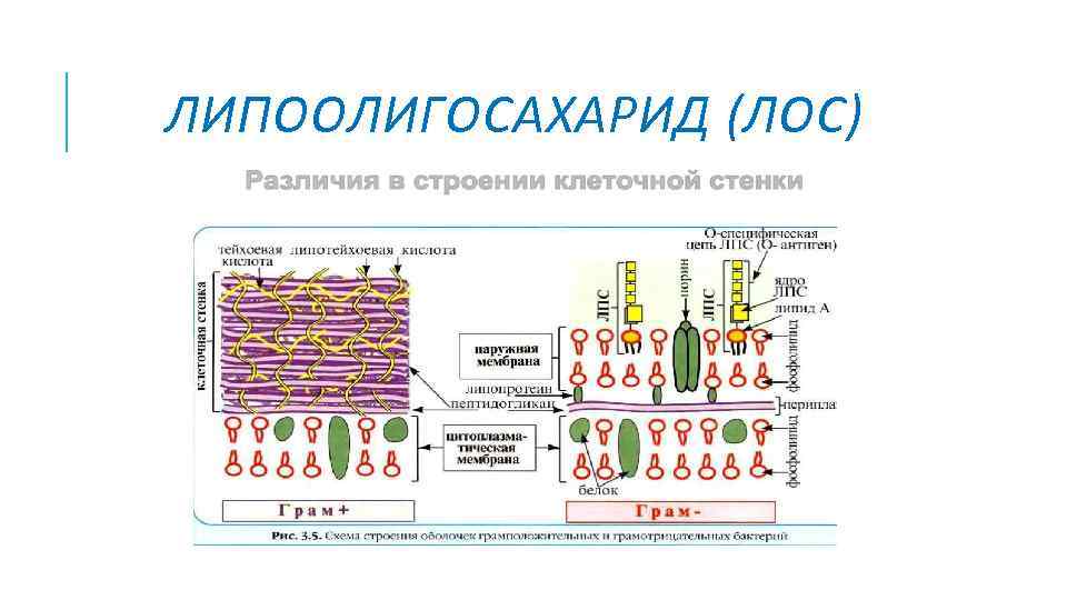 ЛИПООЛИГОСАХАРИД (ЛОС) 