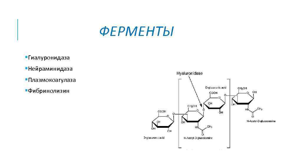 ФЕРМЕНТЫ §Гиалуронидаза §Нейраминидаза §Плазмокоагулаза §Фибринолизин 