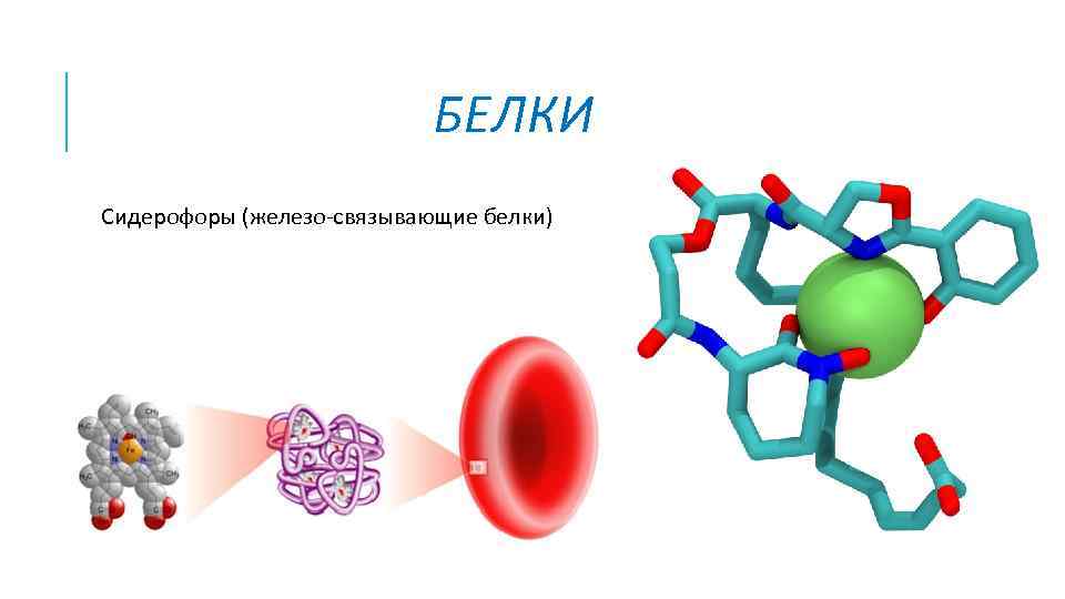 БЕЛКИ Сидерофоры (железо-связывающие белки) 