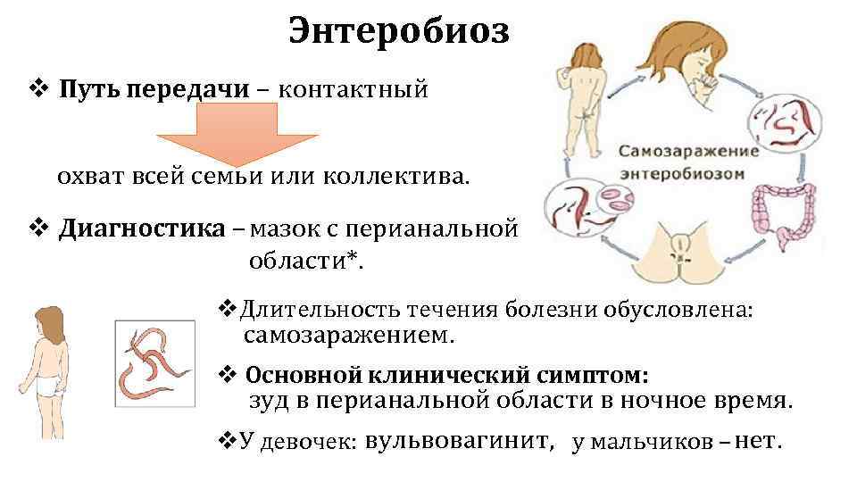 Энтеробиоз v Путь передачи – контактный охват всей семьи или коллектива. v Диагностика –