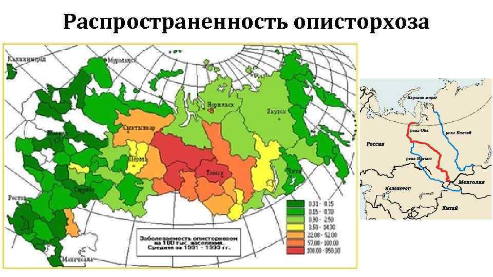 Распространенность описторхоза 