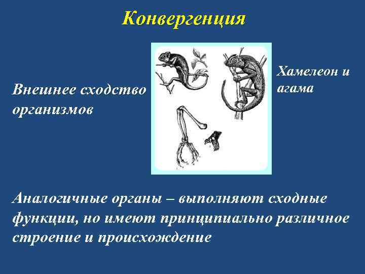 Конвергенция Внешнее сходство организмов Хамелеон и агама Аналогичные органы – выполняют сходные функции, но