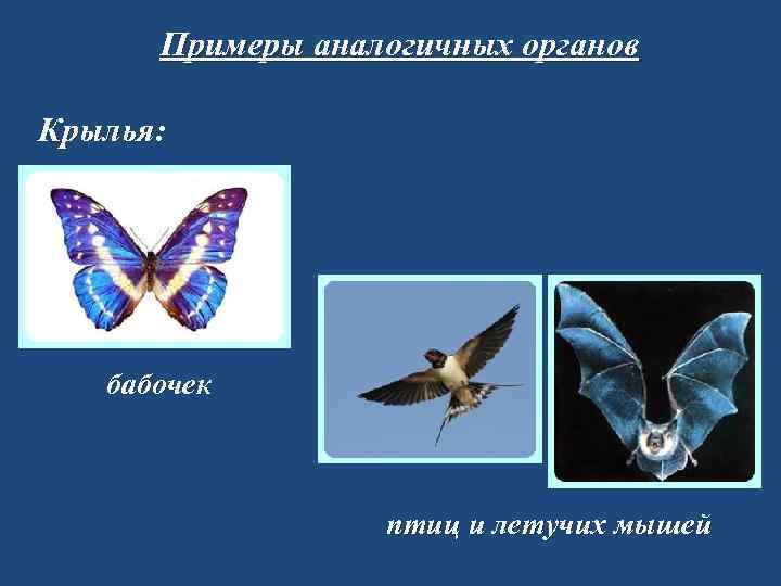 Примеры аналогичных органов Крылья: бабочек птиц и летучих мышей 