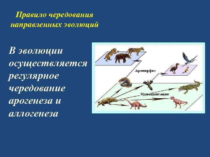 Правило чередования направленных эволюций В эволюции осуществляется регулярное чередование арогенеза и аллогенеза 