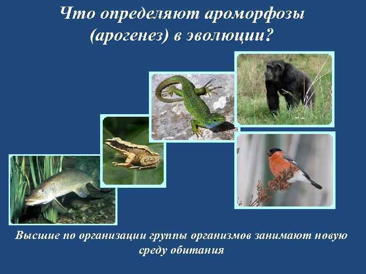 Что определяют ароморфозы (арогенез) в эволюции? Высшие по организации группы организмов занимают новую среду