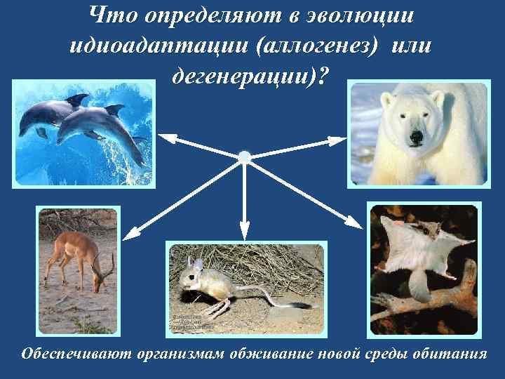 Что определяют в эволюции идиоадаптации (аллогенез) или дегенерации)? Обеспечивают организмам обживание новой среды обитания