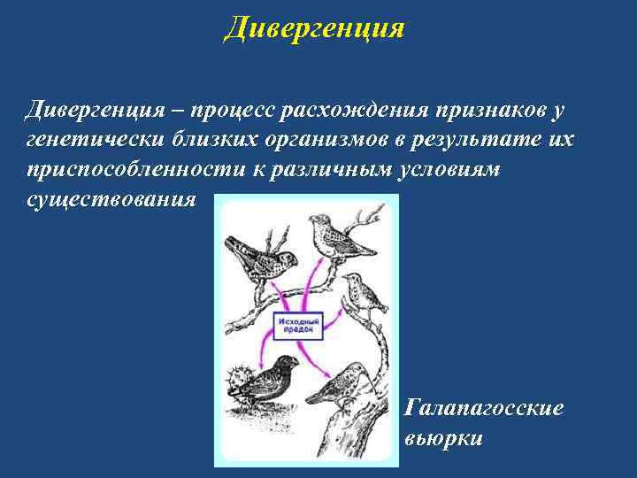 Дивергенция – процесс расхождения признаков у генетически близких организмов в результате их приспособленности к